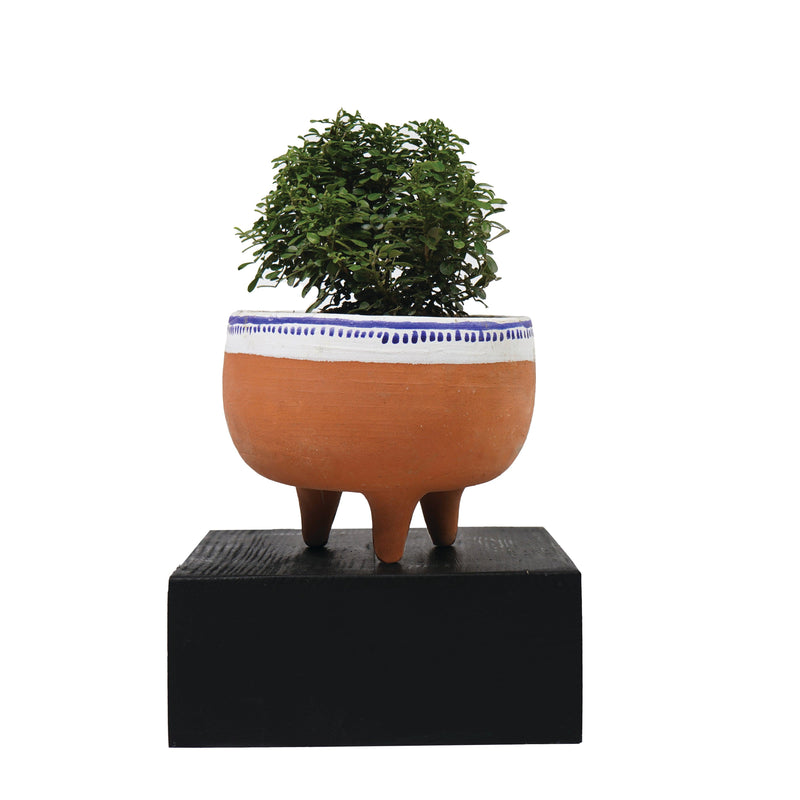 Teresa Planters