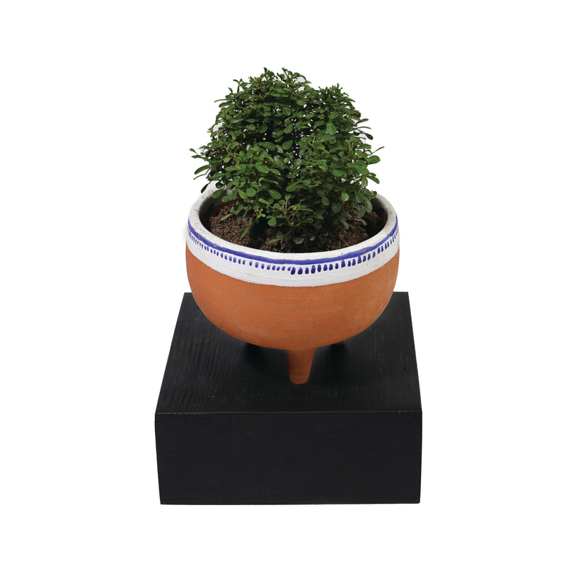 Teresa Planters